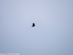 IMGP0268